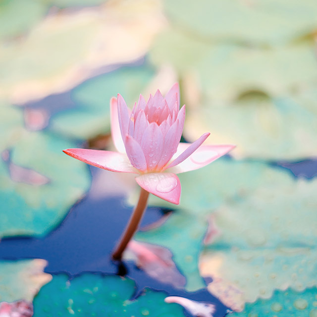 Tarifs naturopathie massage