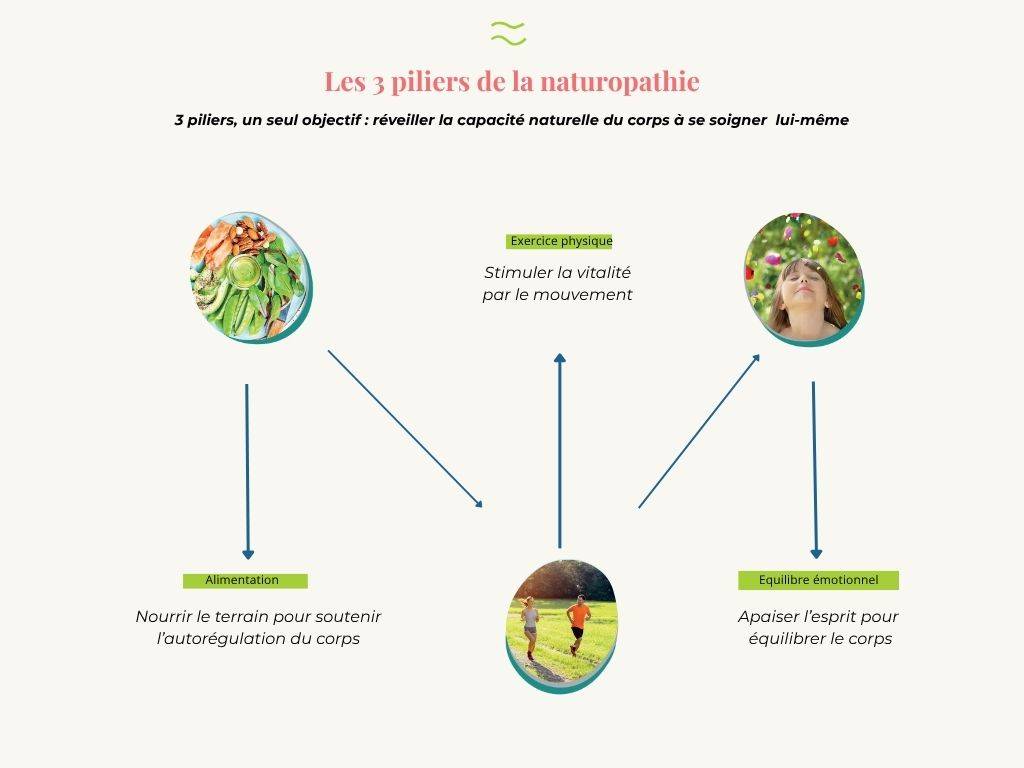 Les 3 Piliers De La Naturopathie